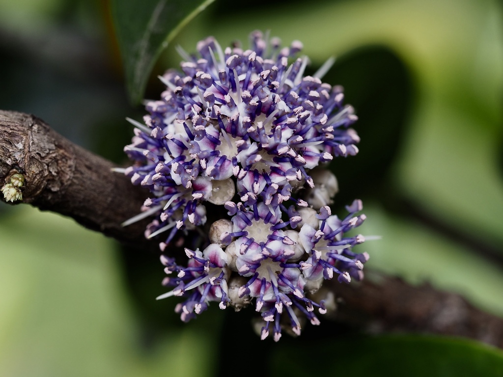 Memecylon lanceolatum (Memecylon lanceolatum)