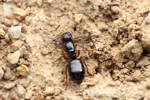Camponotus largiceps