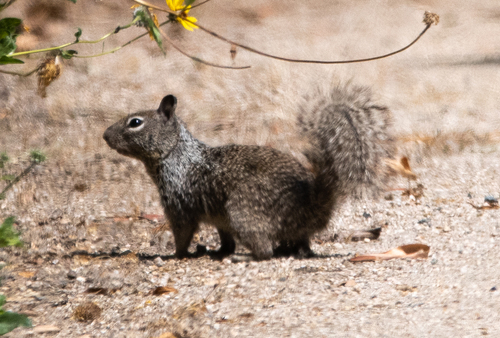 iNaturalist observation photo of California Ground Squirrel