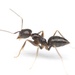 Robust Crazy Ant - Photo (c) Aaron Stoll, all rights reserved, uploaded by Aaron Stoll
