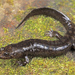 Central Shovel-nosed Dusky Salamander - Photo (c) Jake Scott, all rights reserved, uploaded by Jake Scott