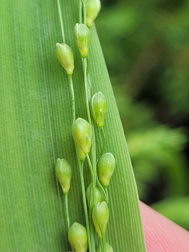 slender rosette grass (Dichanthelium xanthophysum)