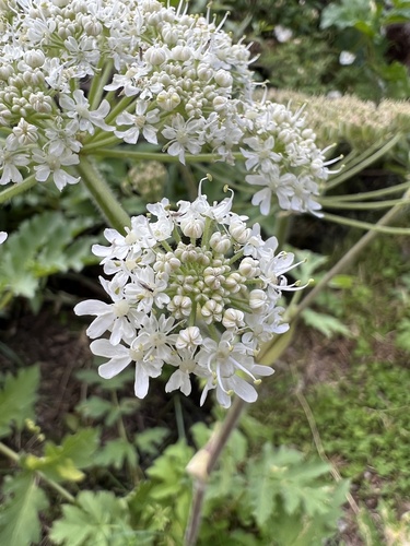 Heracleum pubescens