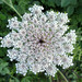 Daucus carota maximus - Photo (c) lherb, all rights reserved, uploaded by lherb