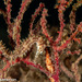 Observation photo