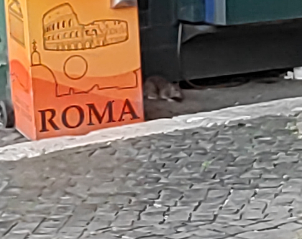 Black Rat from Rione VI Parione, 00186 Roma RM, Italia on June 22, 2023 ...