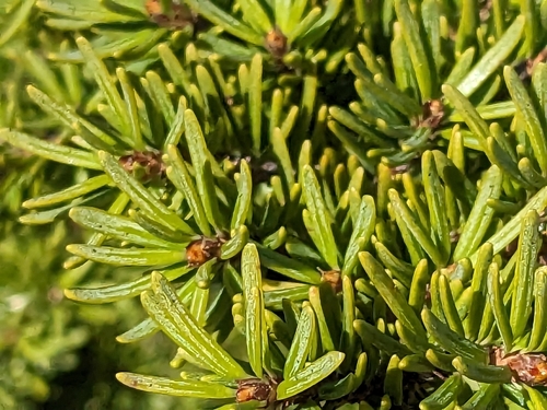 mountain hemlock
