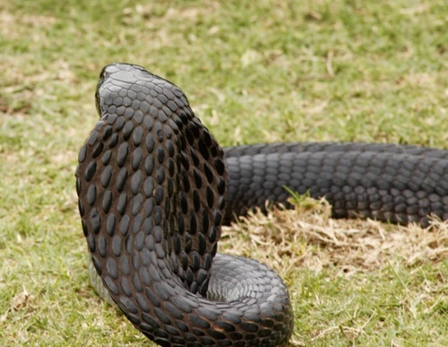 Black-necked Spitting Cobra