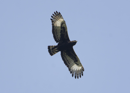 Long-crested Eagle