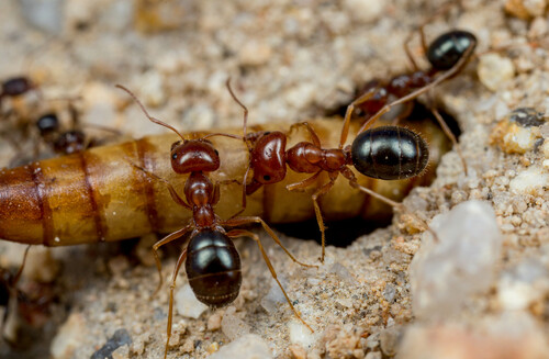 Melophorus wheeleri