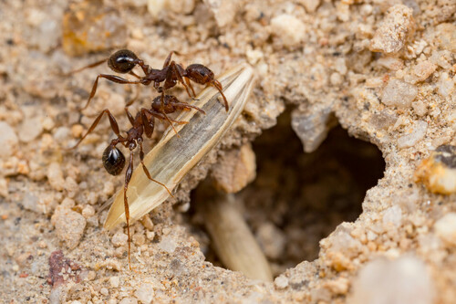 Pheidole hartmeyeriPheidole hartmeyeri