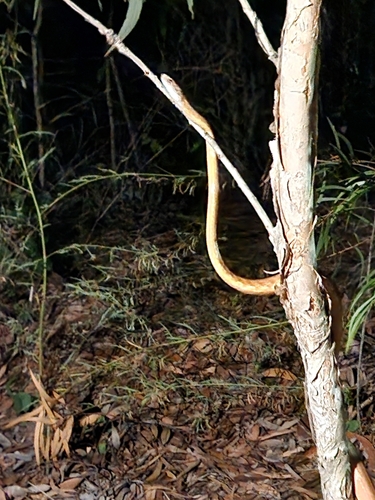 Brown Tree Snake sighting