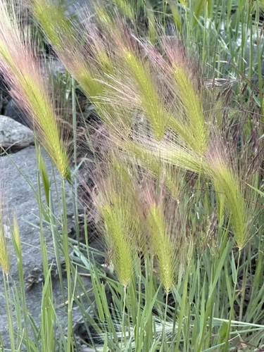 Foxtail Barley
