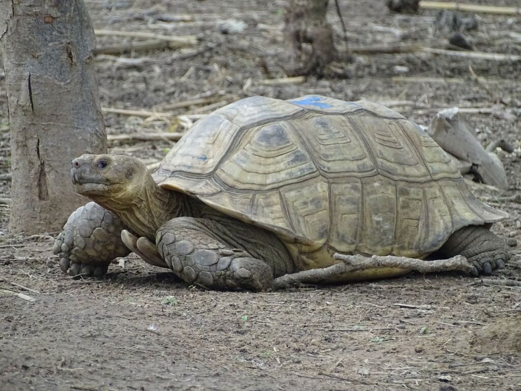 Photo by Gbiribou Romeo