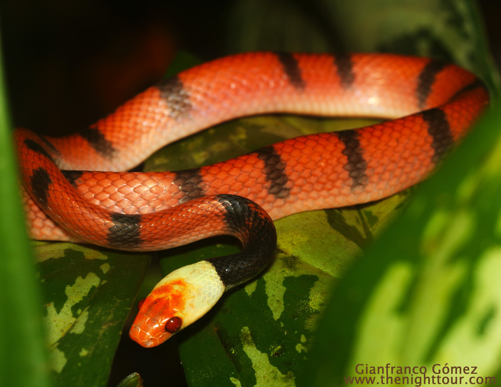 Tropical Flat Snake (Siphlophis compressus)