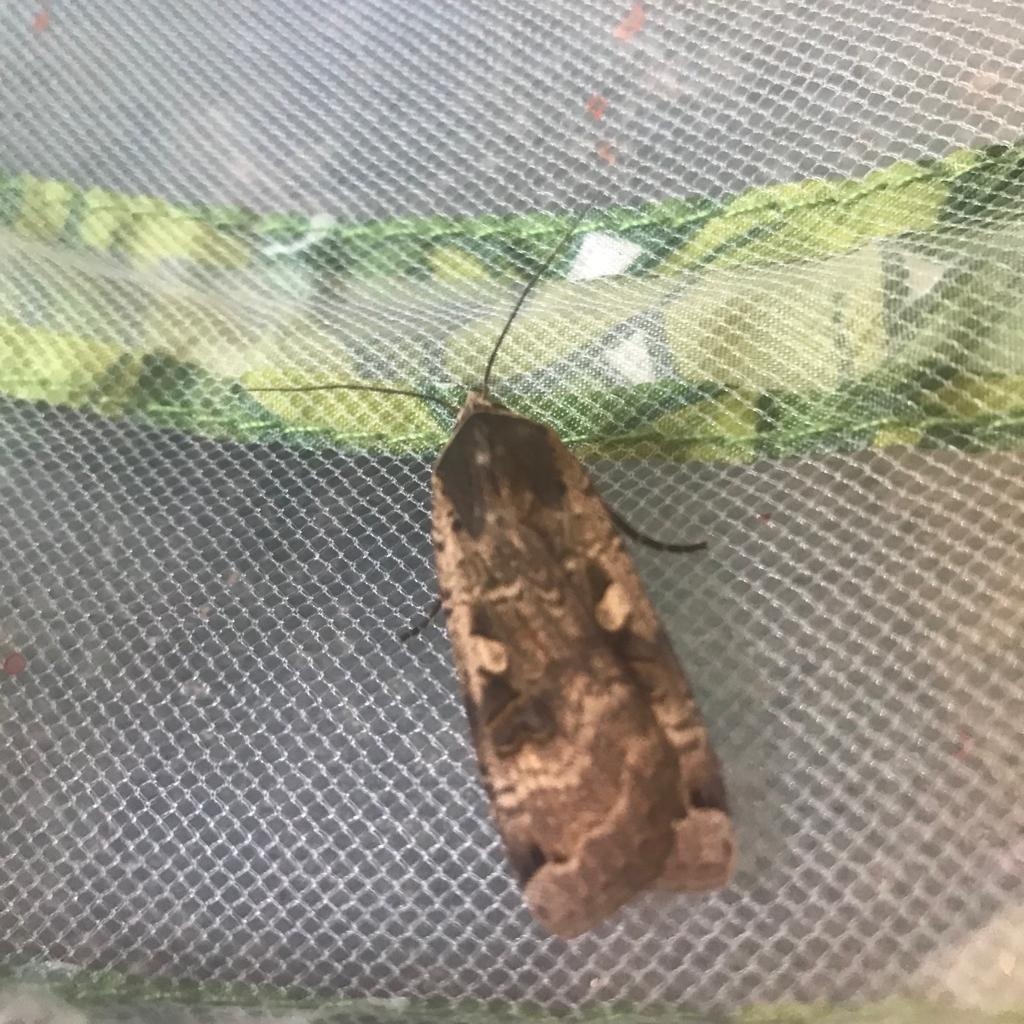 Large Yellow Underwing from Robert Close, Immingham, England, GB on 22