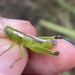 Wingless Florida Grasshopper - Photo (c) Brandon Woo, all rights reserved, uploaded by Brandon Woo