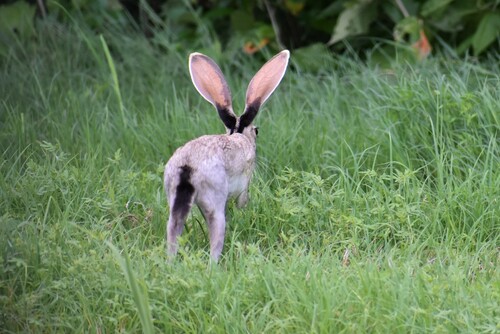Alta Mira Jackrabbit