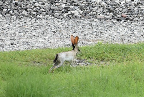 Alta Mira Jackrabbit