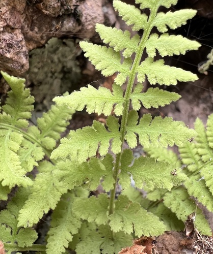 Woodsia plummerae