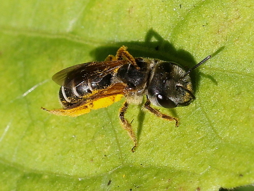 Poey's Furrow Bee