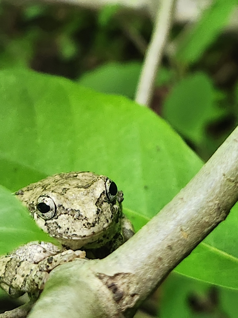 Gray Treefrog Species Complex In June 2023 By Colin Loughman It D A   Large 