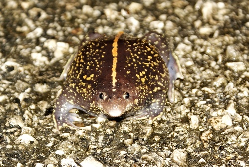 Mexican Burrowing Toad