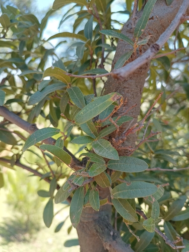 Littleleaf Oak