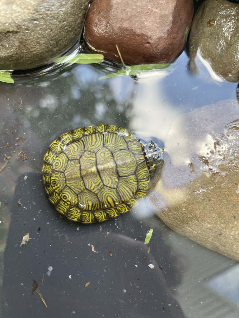 Pond Slider From Split Rail Dr, Wilmington, Nc, Us On June 22, 2023 At 