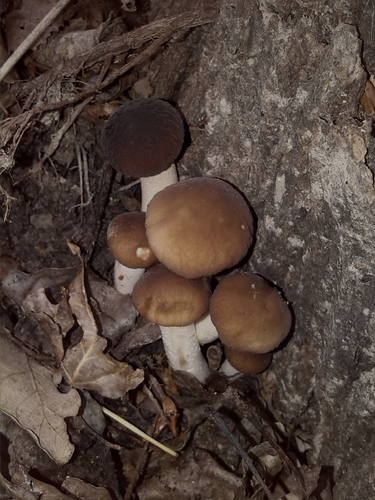 Poplar Fieldcap