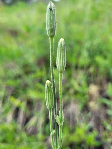 Drummond's campion (Silene drummondii)