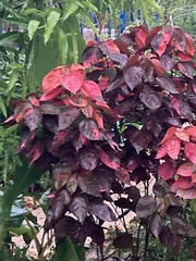 Acalypha wilkesiana image