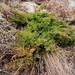 Dahurian Juniper - Photo (c) snv2, all rights reserved, uploaded by snv2