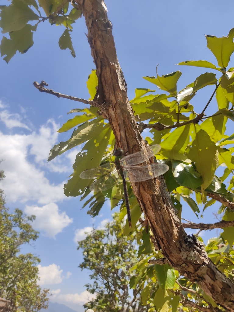 Amazon Darner from Chilpancingo de los Bravo, MXGR, MX on June 21
