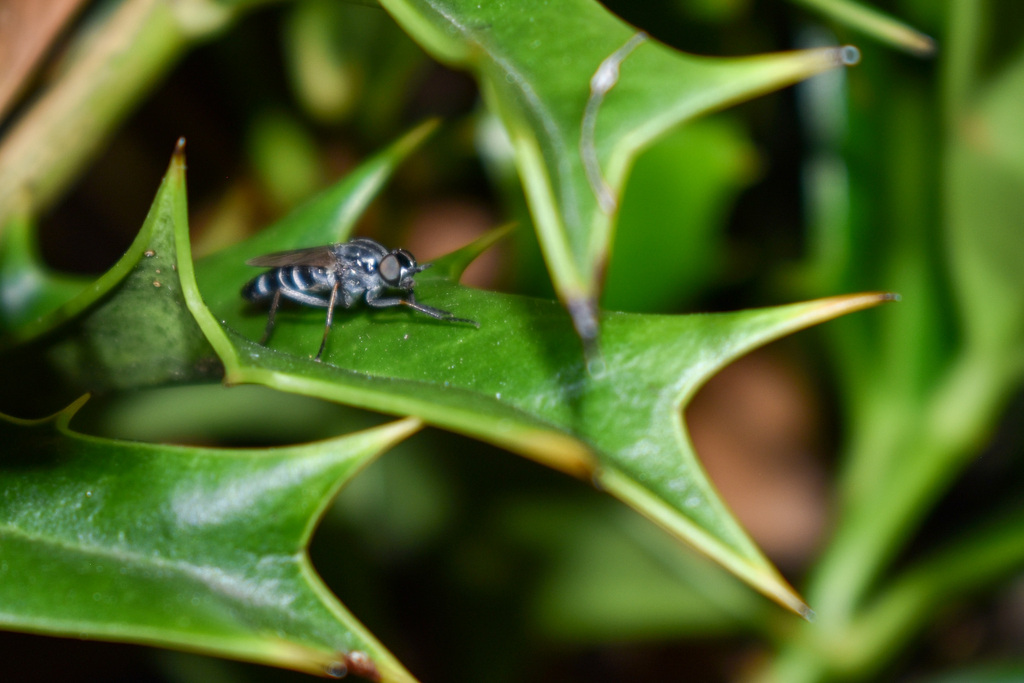 Ozodiceromyia from Garrison Park, Austin, TX 78745, USA on June 20