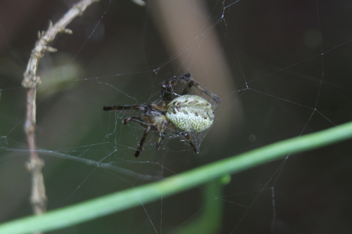 Pityohyphantes phrygianus