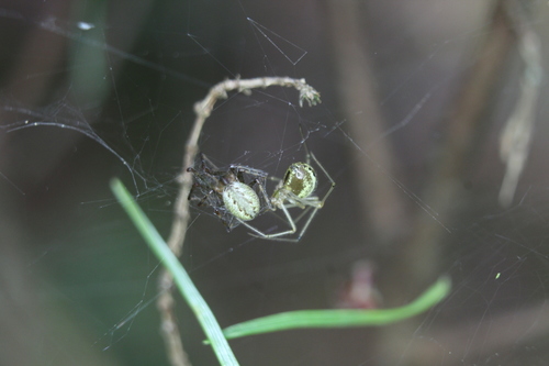 Pityohyphantes phrygianus