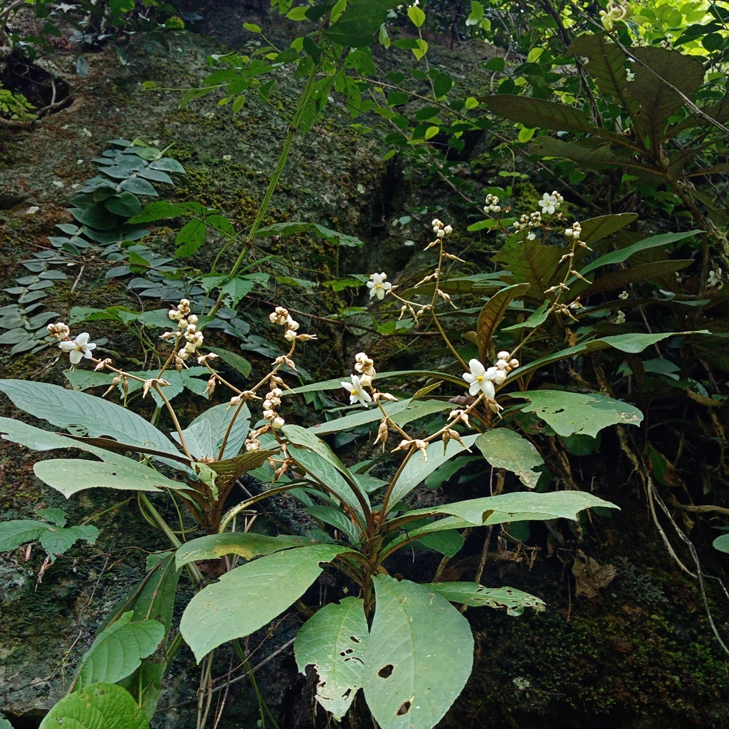 Middletonia multiflora (Middletonia multiflora)