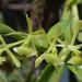 Epidendrum succulentum - Photo (c) Adrian Fernandez Diaz, todos os direitos reservados, uploaded by Adrian Fernandez Diaz