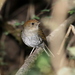 Russet Nightingale-Thrush - Photo (c) Rolando Chavez, all rights reserved