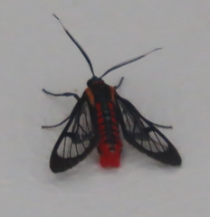 Phoenicoprocta sanguinea image