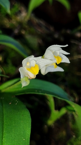 Conchidium