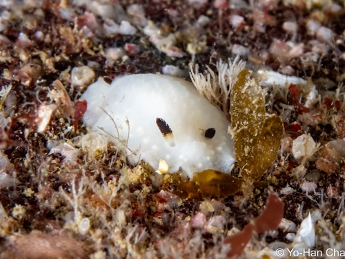 Cadlina pellucida