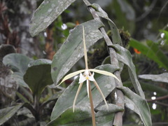 Epidendrum macroophorum image