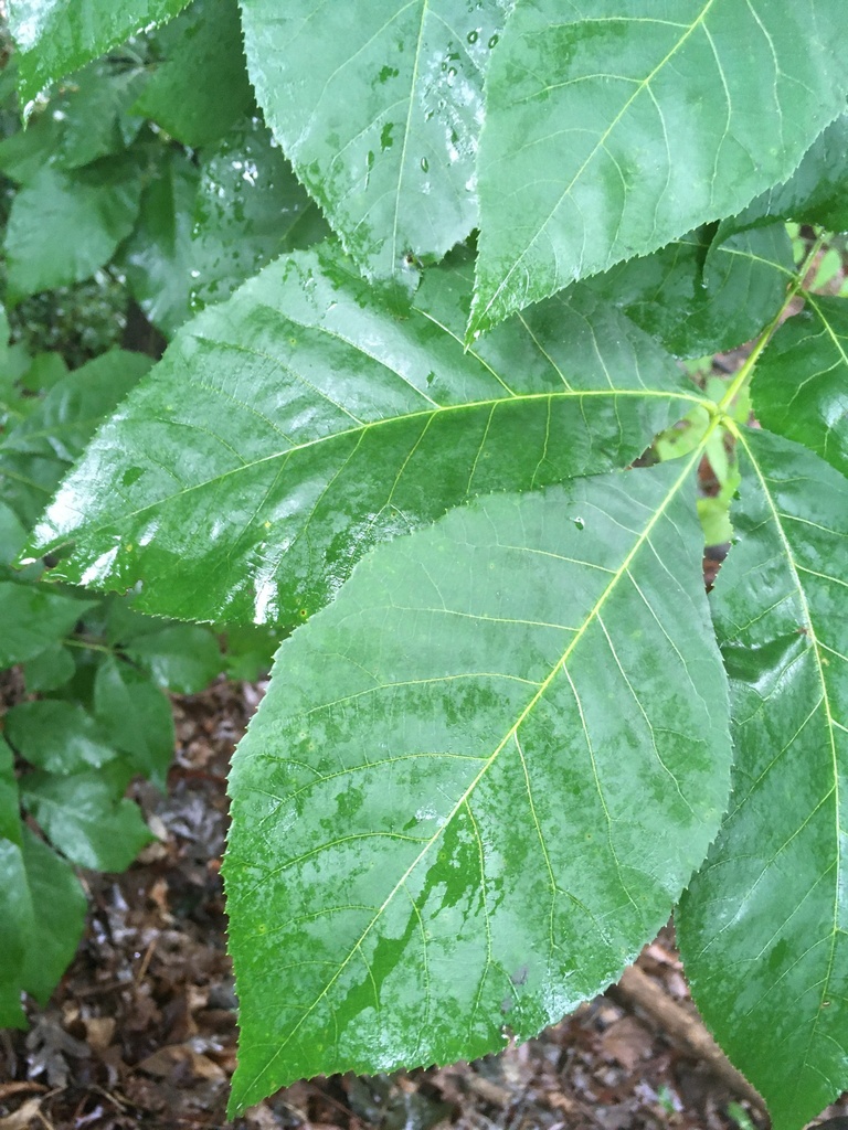 shagbark hickory from Rugby Rd, Charlottesville, VA, US on June 23