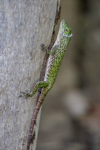 Neotropical Green Anole