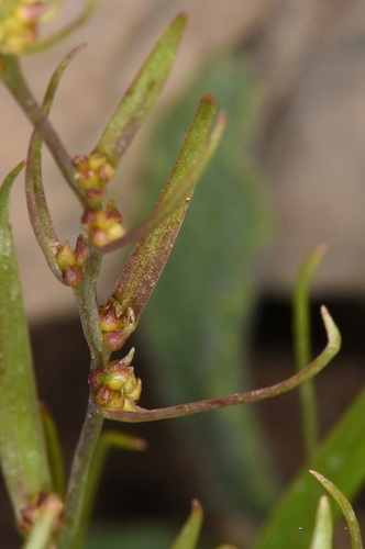 Gagea gageoides · iNaturalist United Kingdom
