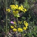 Euphorbia biumbellata - Photo (c) Thomas Silberfeld, todos los derechos reservados, subido por Thomas Silberfeld