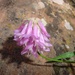Trifolium kingii macilentum - Photo (c) Steven Daniel, all rights reserved, uploaded by Steven Daniel