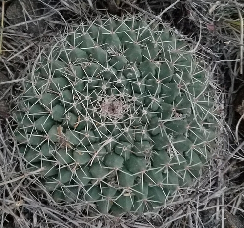 little nipple cactus